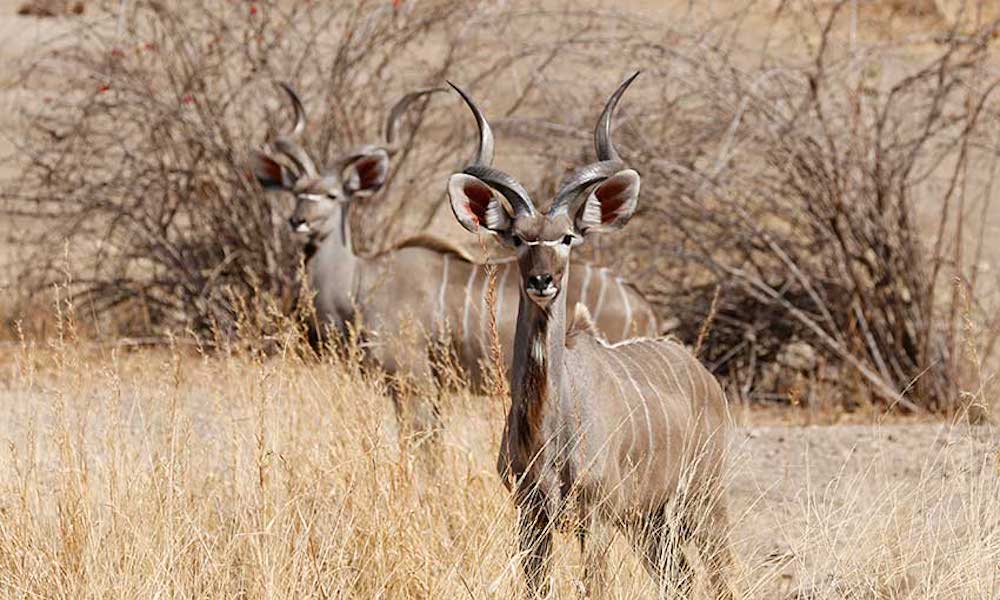 3 Days Fly-in Ruaha Safari From Zanzibar Or Dar Es Salaam