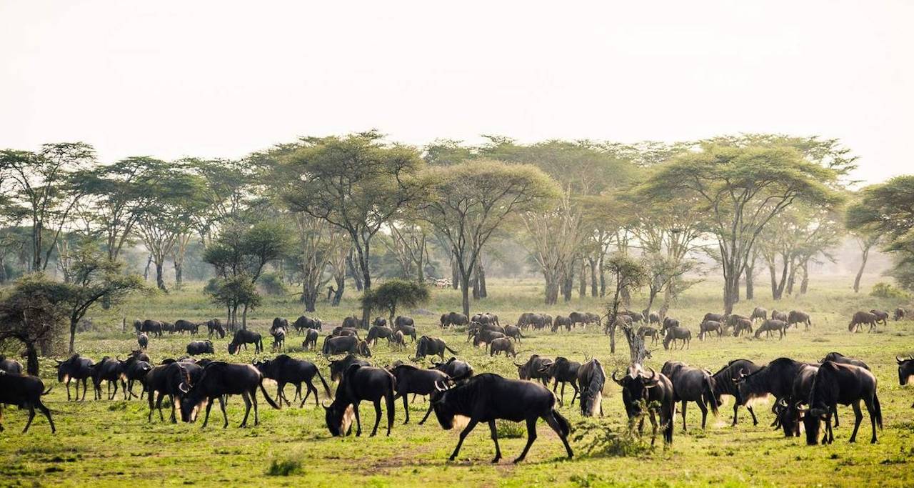 best 4 day safari tanzania